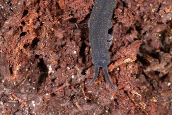 Media type: image;   Invertebrate Zoology 168055 Description: Digital photograph of specimen in life.;